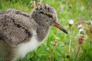 Good time to catch up with the Oystercatcher families